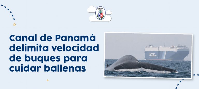 Canal de Panamá delimita velocidad de buques para cuidar ballenas